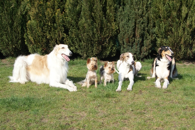 Go Go Bolshoi Jesse James - borzoi, magyar agár, yorkshire terrier | Team-photo - Me, Gubanc, Ellike, Álom, Shiny.