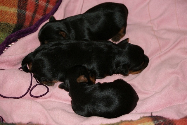 Bright Eyed Hiro Fred - yorkshire terrier | Paparazzi photo. With my brothers. Here we are just two weeks old. I'm on the top.