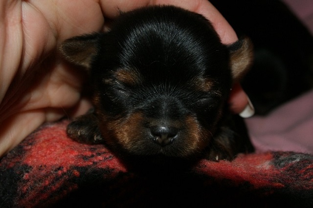 Bright Eyed Hiro Fred - yorkshire terrier | My first photo.