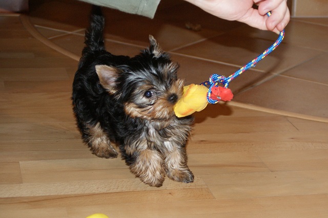 Bright Eyed Hiro Fred - yorkshire terrier | With chicken. Do you see how strong I am? I'm not selling! This is mine!