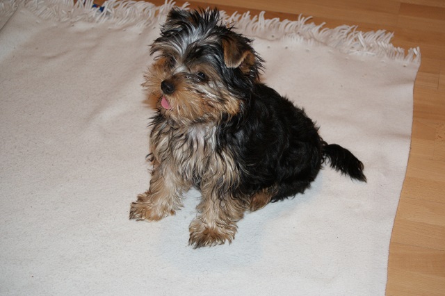 Bright Eyed Hiro Fred - yorkshire terrier | We was practicing the 'sit' command.