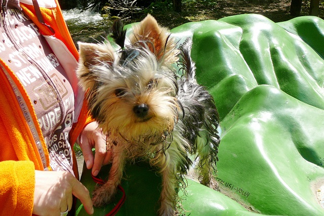 Bright Eyed Hiro Fred - yorkshire terrier | In every sense I climbed of the Mátra mountains.