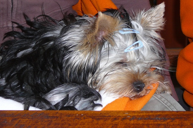 Bright Eyed Hiro Fred - yorkshire terrier | Already full belly.