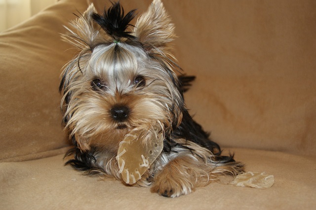 Bright Eyed Hiro Fred - yorkshire terrier | I do not speak with your mouth full. Now why you confusion when I chewing  little-shoes?