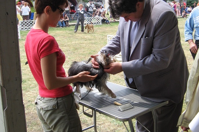 Bright Eyed Hiro Fred - yorkshire terrier | My first dog show. To do this, there is nothing to add.