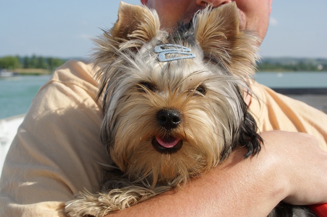 Bright Eyed Hiro Fred - yorkshire terrier | Papi and I on the ferry.