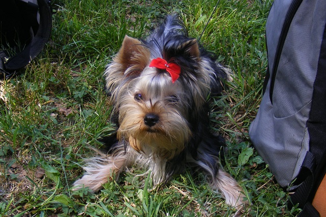 Bright Eyed Hiro Fred - yorkshire terrier | My second dog show. We're getting smarter.