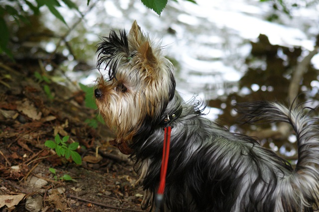 Bright Eyed Hiro Fred - yorkshire terrier | I'm listening.