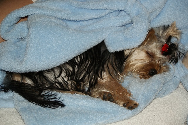 Bright Eyed Hiro Fred - yorkshire terrier | The show lasted for a long time, very tired. My bed is a little mistake, but I reach Mama robe.