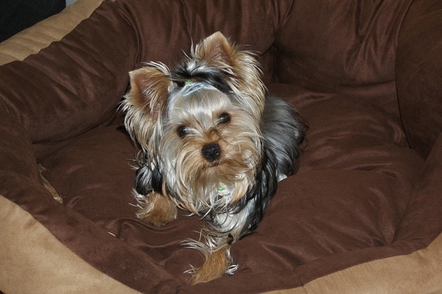 Bright Eyed Hiro Fred - yorkshire terrier | I took possession of my new bed.