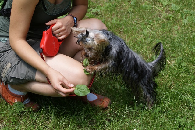 Bright Eyed Hiro Fred - yorkshire terrier | I'm curious. I taste everything.