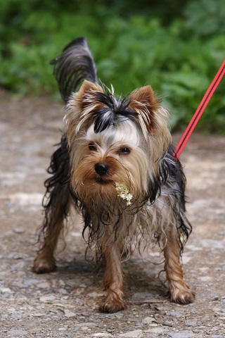 Bright Eyed Hiro Fred - yorkshire terrier | One of my favorites is the elderflower.