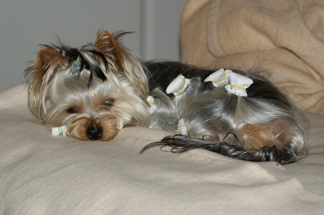 Bright Eyed Hiro Fred - yorkshire terrier | I rest.