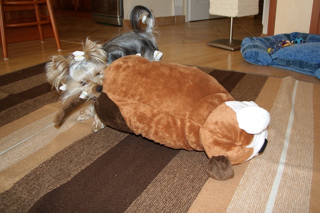 Bright Eyed Hiro Fred - yorkshire terrier | Bulldog wanted to dominate.