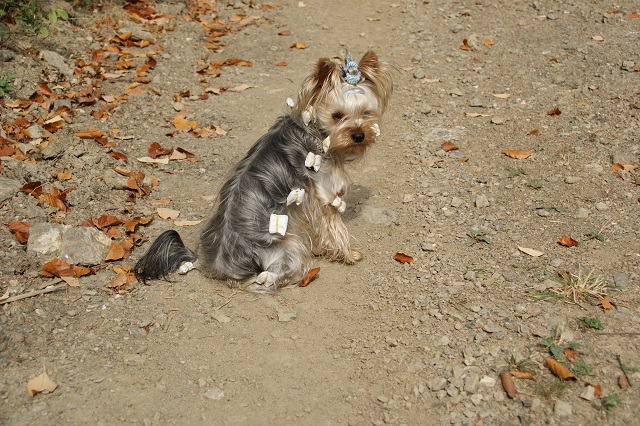 Bright Eyed Hiro Fred - yorkshire terrier | They are slowly follow me, I'm bored while awaiting them.