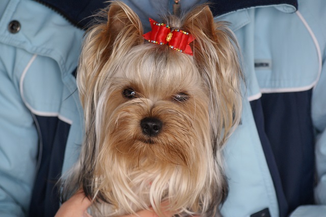 Bright Eyed Hiro Fred - yorkshire terrier | Mami is one of my favorite pictures of me.