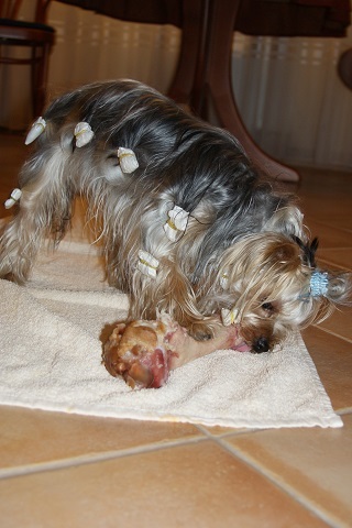 Bright Eyed Hiro Fred - yorkshire terrier | The bone. Finally a sizable reward.