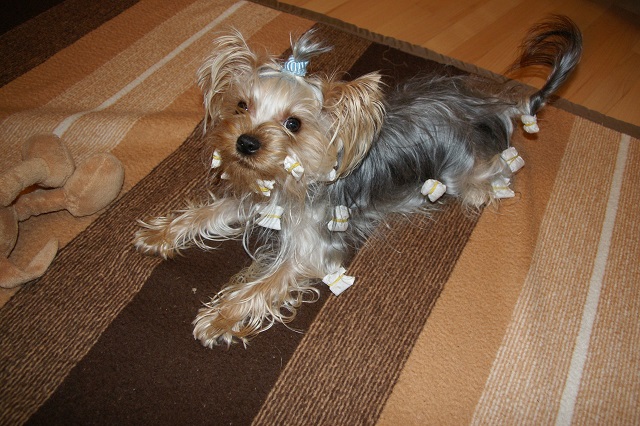 Bright Eyed Hiro Fred - yorkshire terrier | Today is my birthday. So, come play!