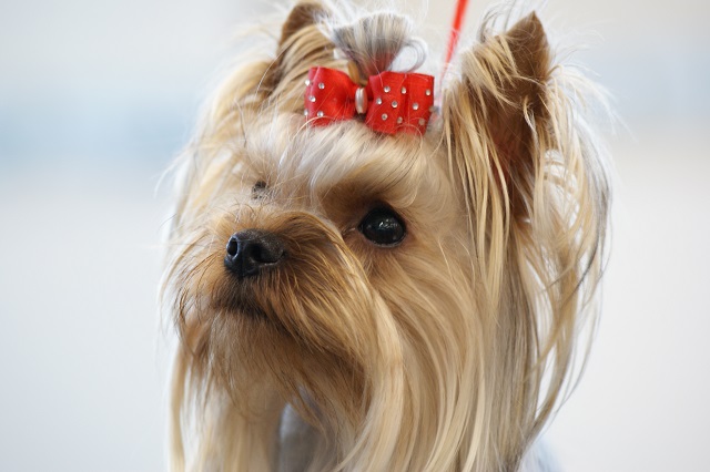 Bright Eyed Hiro Fred - yorkshire terrier | Another Mami's favorite picture of me.