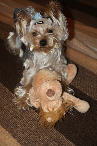 Bright Eyed Hiro Fred - yorkshire terrier | After long weekend we go back home and I play my favorite game with Poldi.