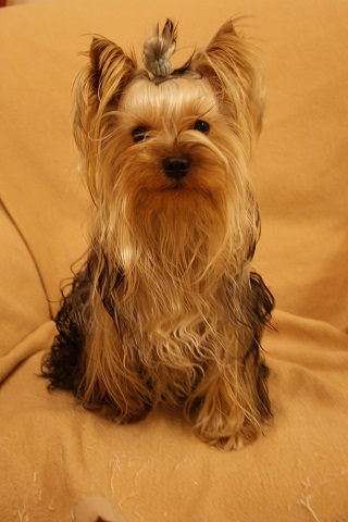 Bright Eyed Hiro Fred - yorkshire terrier | After the bath. Now, I'm pretty?