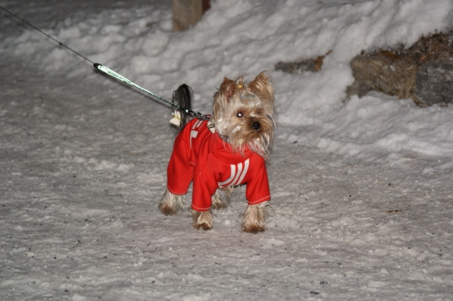 Bright Eyed Hiro Fred - yorkshire terrier |  Skiers II.