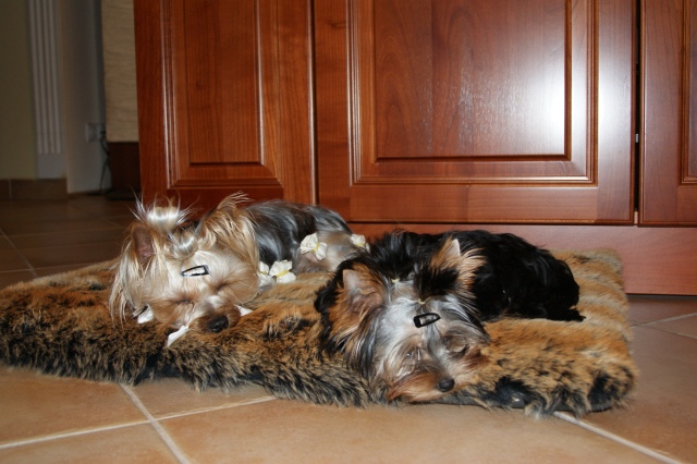 Bright Eyed Hiro Fred - yorkshire terrier |  With Elli
