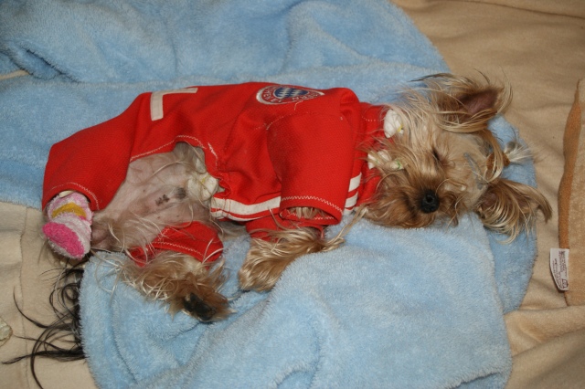 Bright Eyed Hiro Fred - yorkshire terrier |  I'm tired.