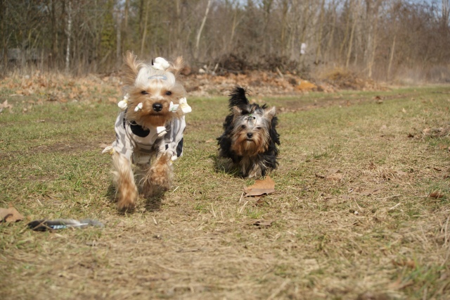 Bright Eyed Hiro Fred - yorkshire terrier |  We go and explore the world.