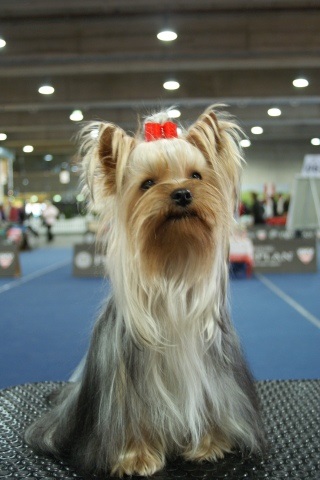 Bright Eyed Hiro Fred - yorkshire terrier |  I'm watching at you.