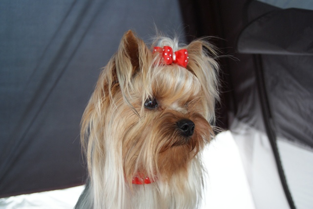 Bright Eyed Hiro Fred - yorkshire terrier |  I think, therefore I am.