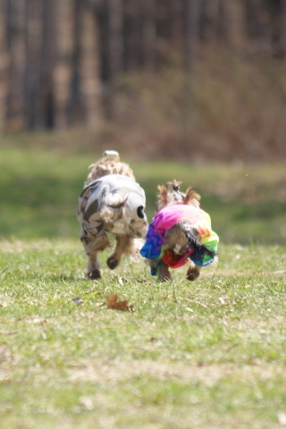 Bright Eyed Hiro Fred - yorkshire terrier |  Running up the hill.