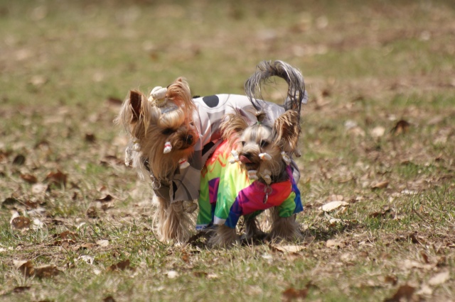 Bright Eyed Hiro Fred - yorkshire terrier |  I'm the tunnel.