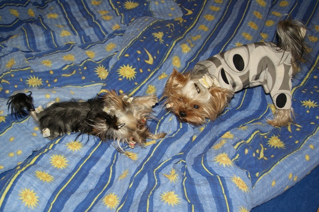 Bright Eyed Hiro Fred - yorkshire terrier |  We play...