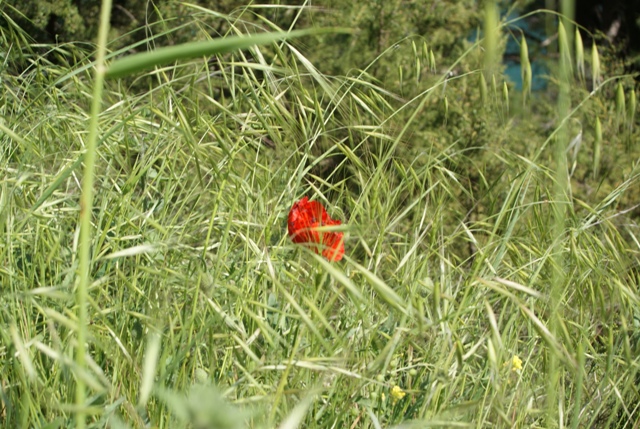 Poppy. Poppy.