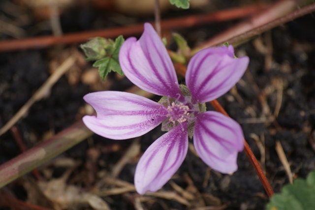 Purple flower. Purple flower.