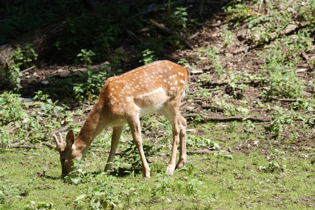 Fawn. Fawn.