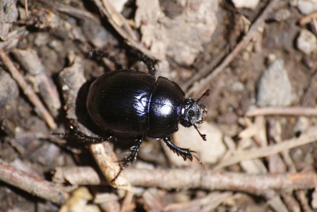 A bug. A bug.