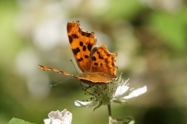 Butterfly. Butterfly.