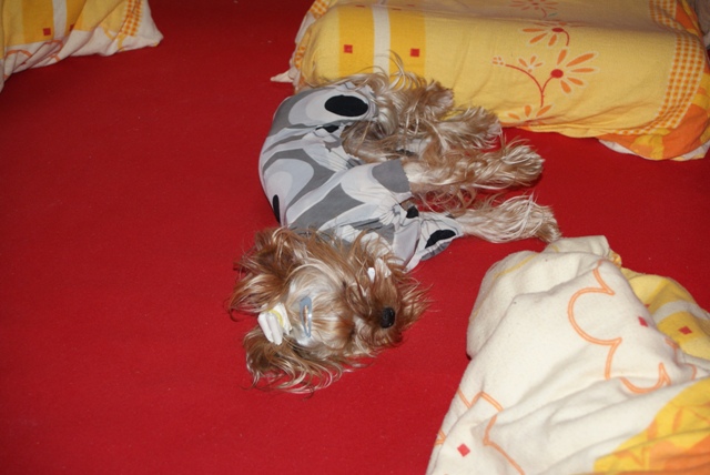 Bright Eyed Hiro Fred - yorkshire terrier |  In bed.
