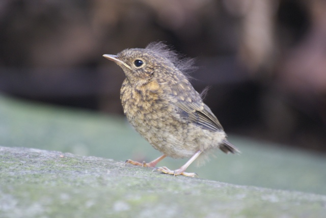 This bird is sure to love punk music. This bird is sure to love punk music.