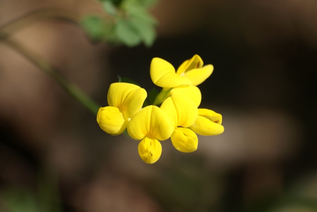 The very yellow. The very yellow.