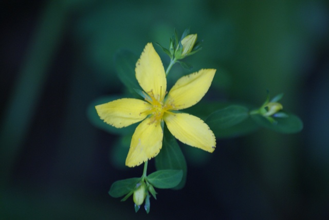 Smiling and feminine. Simply flower. Smiling and feminine. Simply flower.