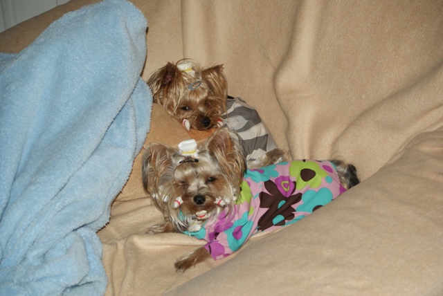 Bright Eyed Hiro Fred - yorkshire terrier |  Do not disturb.