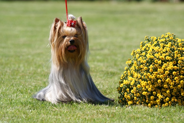 Bright Eyed Hiro Fred - yorkshire terrier |  Shooting in the heat.