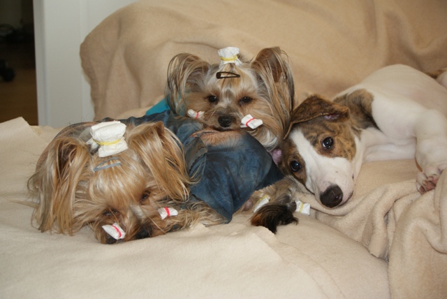 Pannon-Oriental Álom - magyar agár, yorkshire terrier | Still life.