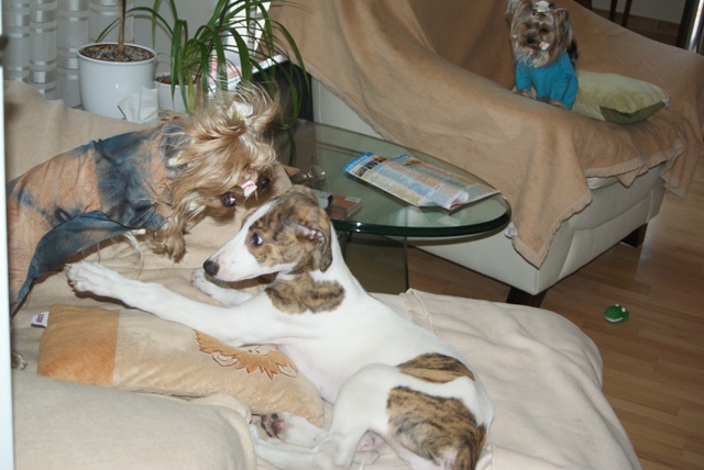 Pannon-Oriental Álom - magyar agár, yorkshire terrier | Gubanc said the rules.