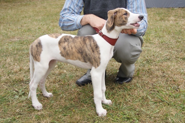Pannon-Oriental Álom - magyar agar | Gellért (my breeder) teaches the proper pose.
