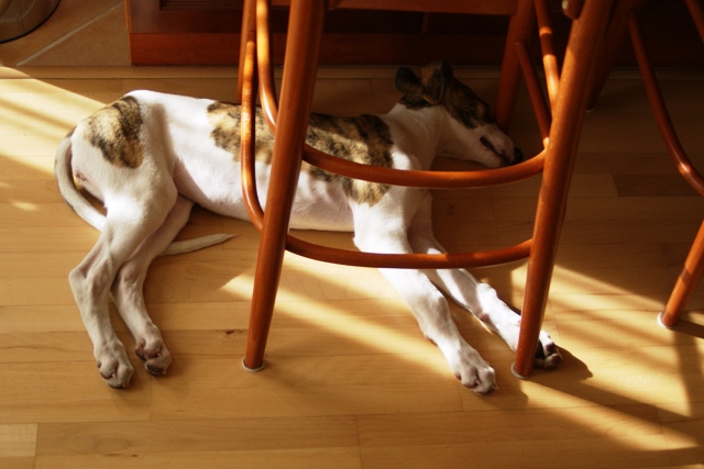 Pannon-Oriental Álom - magyar agar | Comfortably under the chair.
