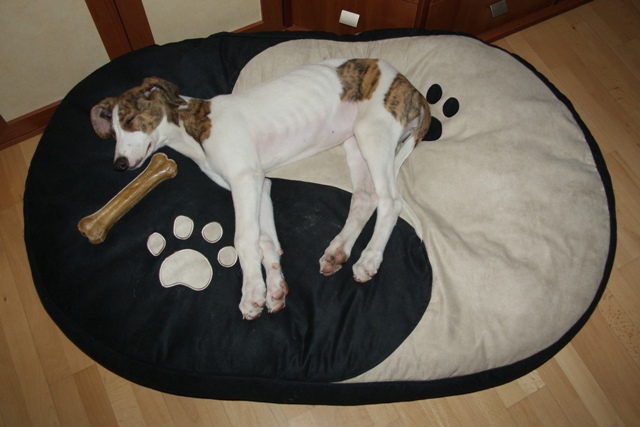 Pannon-Oriental Álom - magyar agár | New big bed. New big bone.